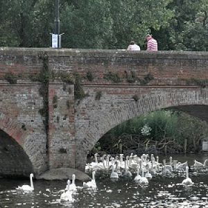 Bridge with Mute swans.  UK.
