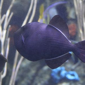 Black Triggerfish