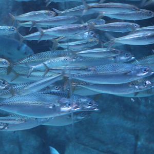 Pacific Chub Mackerel
