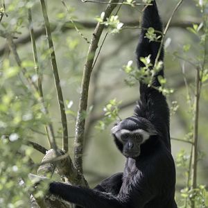 Pileated gibbon