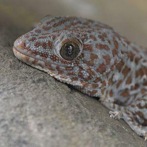 Tokay close-up