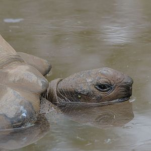 Aldabra giant tortoise