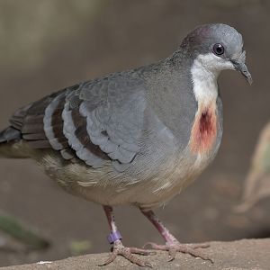 Bleeding-heart dove