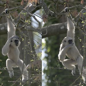 Pileated gibbon juvenile