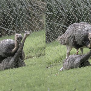Rheas mating