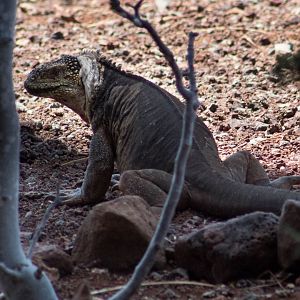Galápagos land iguana