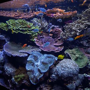 Pacific Coral Reef - My First US Zoo Trip