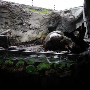 Birds and Shores - My First US Zoo Trip