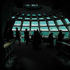 Underwater Dome - My First US Zoo Trip