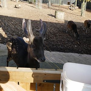 Visayan spotted deer