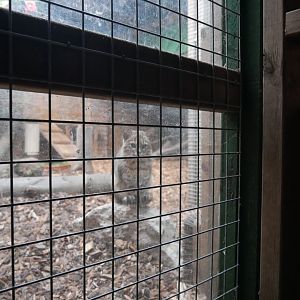 Geoffroy's cat