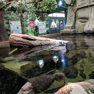 Monsoon Falls Exhibit
