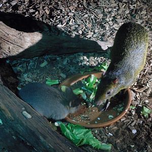Woylie and Azara's Agouti