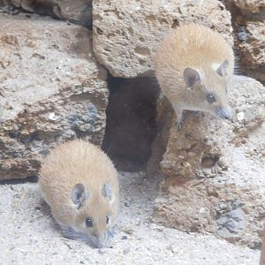 Cairo Spiny Mice
