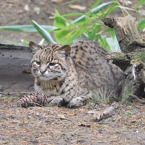 Geoffroy's Cat