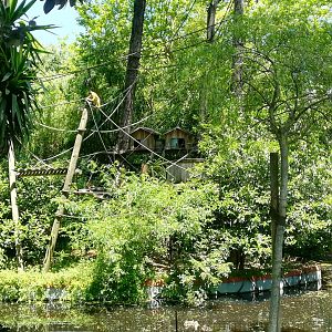Black Caped Squirrel Monkey