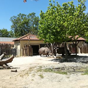 Indian Rhino