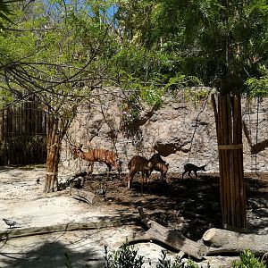 Nyala