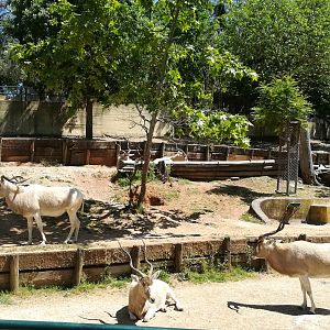 Addax
