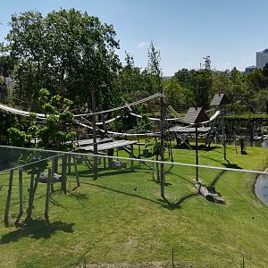 Lowland gorilla enclosure
