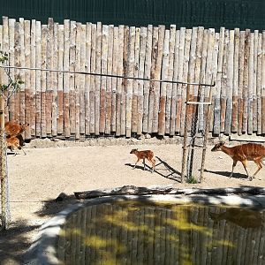 Sitatunga