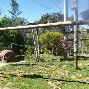 Siberian tiger enclosure