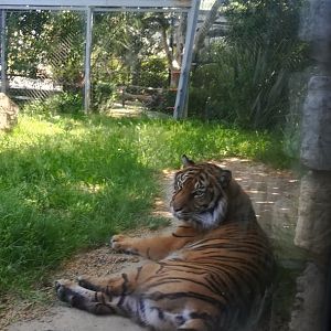 Sumatran tiger (female)