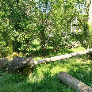 Sumatran tiger enclosure