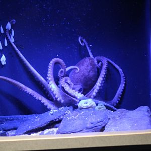 Giant Pacific Octopus