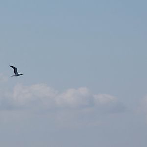 Nazca booby