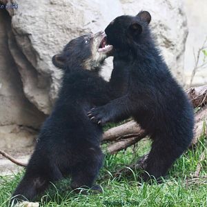 spectacled bear twins playing