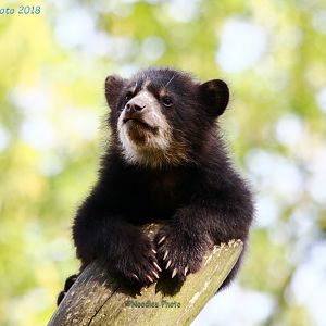 one of the spectacled bear cubs