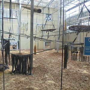 Chimp Eden Inside Enclosure