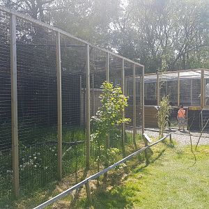 Jungle cat enclosures