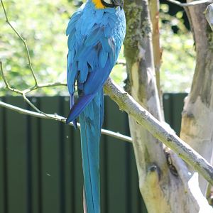 Blue and gold macaw
