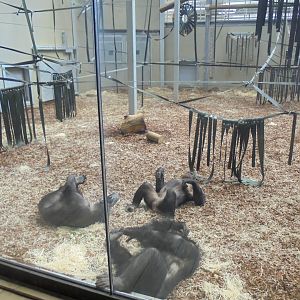 chimp Eden. Indoor area