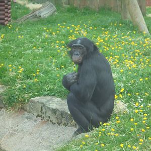 Adult male Bonobo 'Keke'