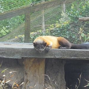 Yellow throated Marten.