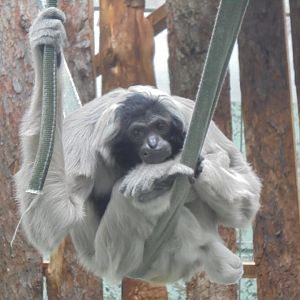 Female Pileated Gibbon