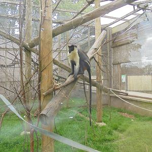 Male Diana Monkey