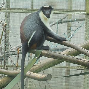 Female Diana Monkey