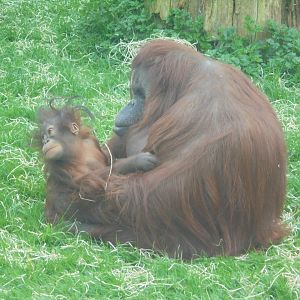 Orangutan 'Kibriah' and her female baby.