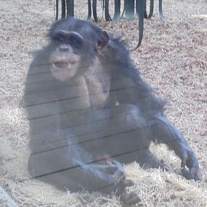 Male West African Chimpanzee 'Kibale'