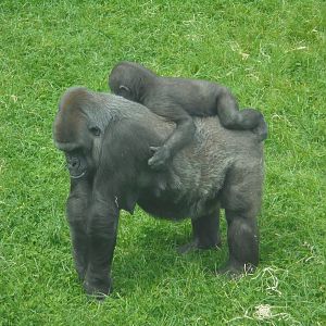 Gorillas 'Ozala' and son 'Shufai'.