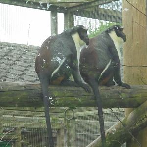 Diana Monkey females- sisters.
