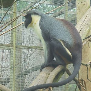 2nd Female Diana Monkey