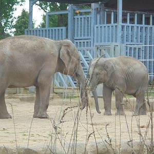 Last Two elephants- 'Norjahan' and her calf 'Esha'
