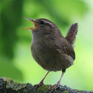 European wren