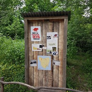 Info Tasmanian devil