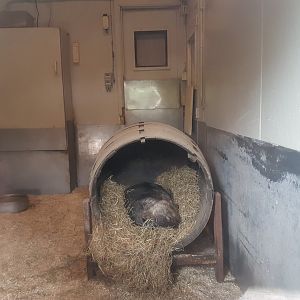 Common wombat indoor-enclosure